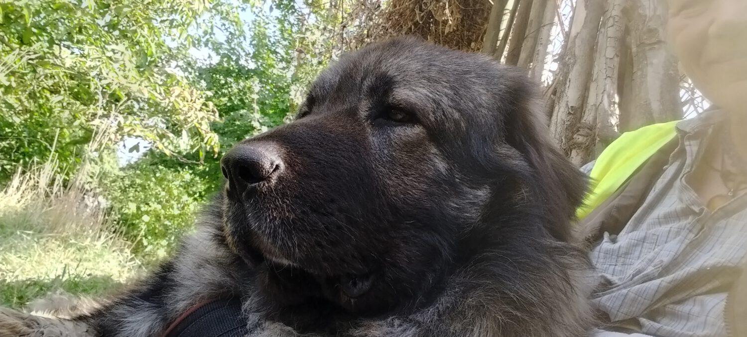 Emil-Aladin im Schnüffelgarten